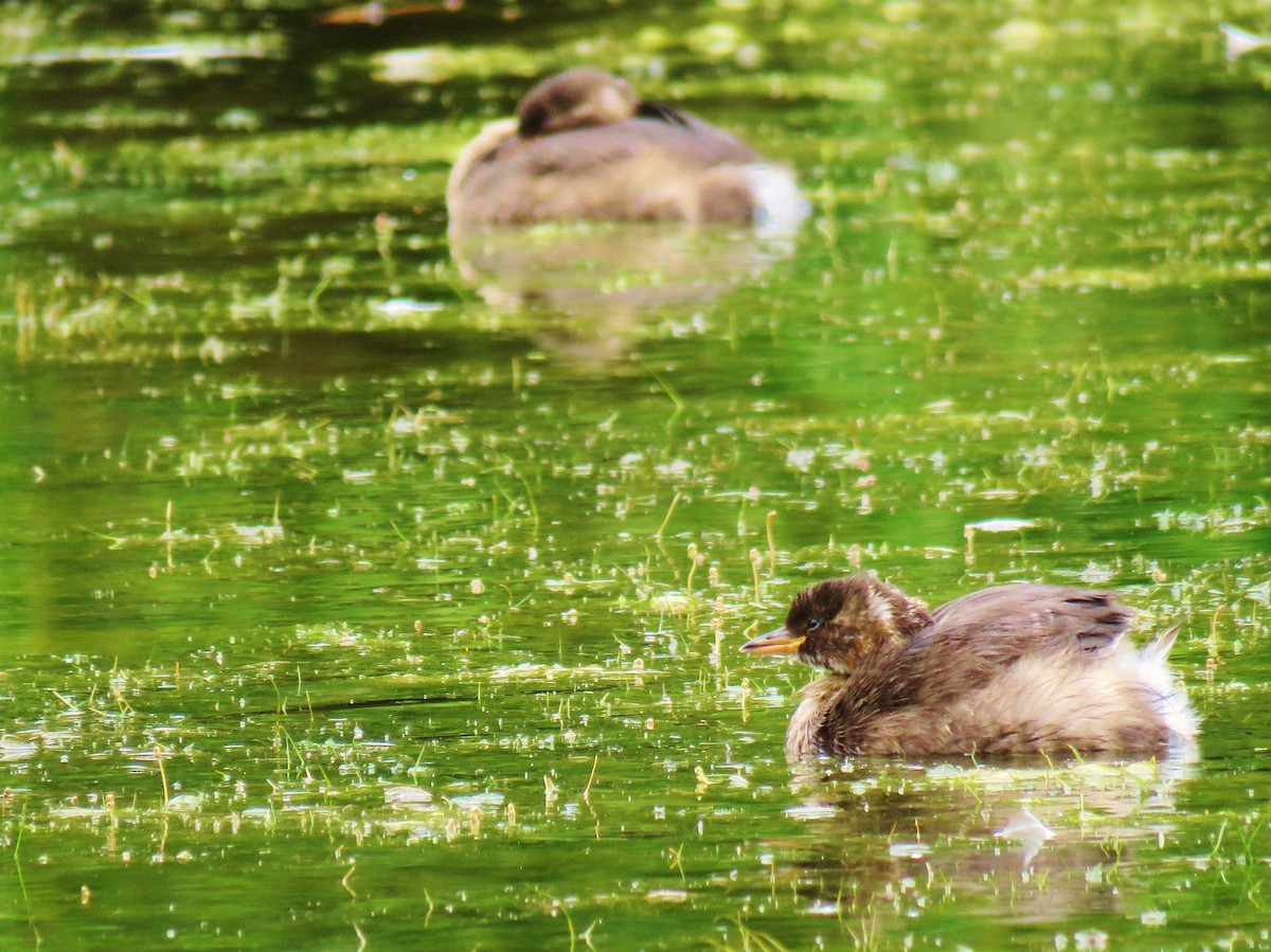 Little Grebe (Little) - ML246727241
