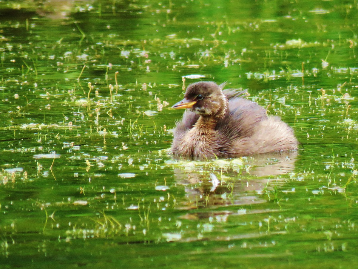 Little Grebe (Little) - ML246727251