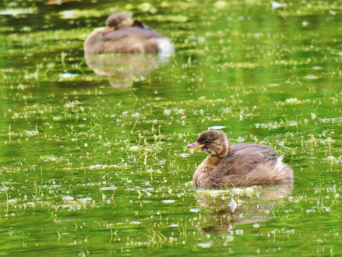 Little Grebe (Little) - ML246727261