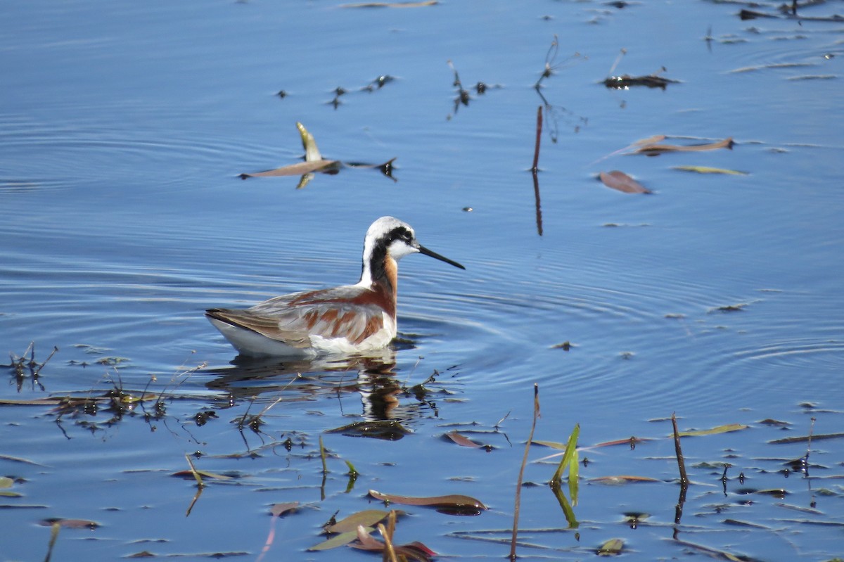 Wilson's Phalarope - Sarah Harris