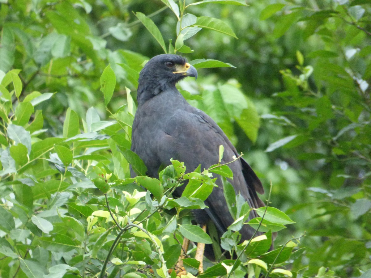 Great Black Hawk - ML246727751