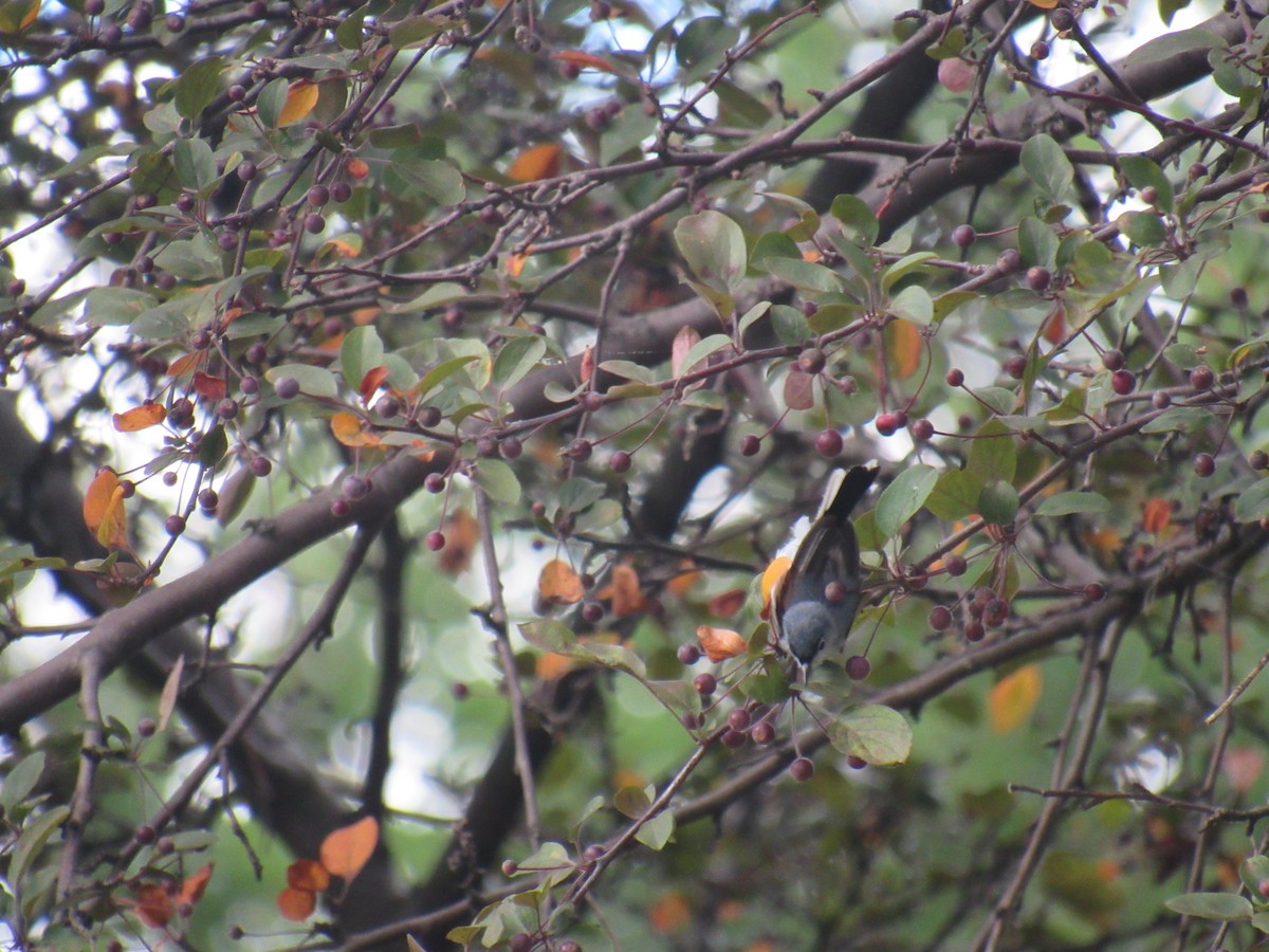 Blue-gray Gnatcatcher - ML246728591