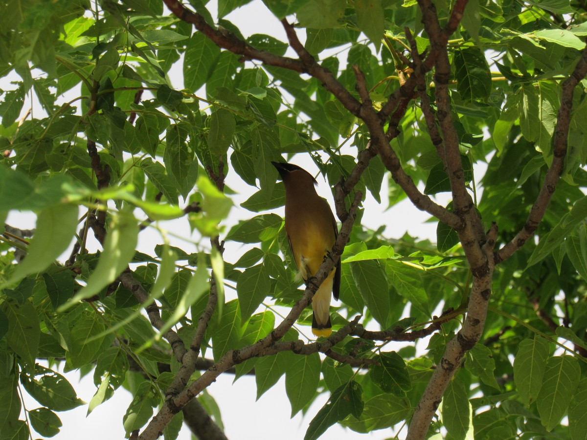 Cedar Waxwing - John Coyle