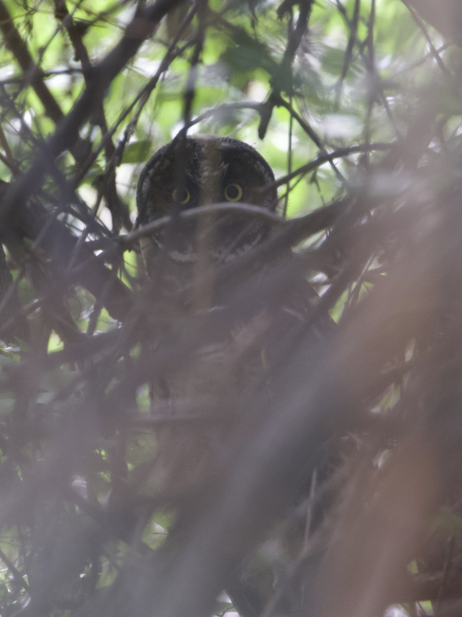 Long-eared Owl - ML246735101