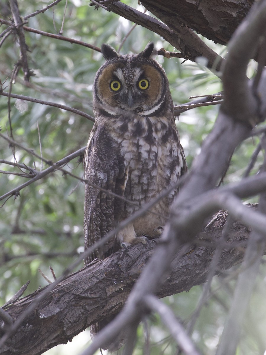 Long-eared Owl - ML246735111