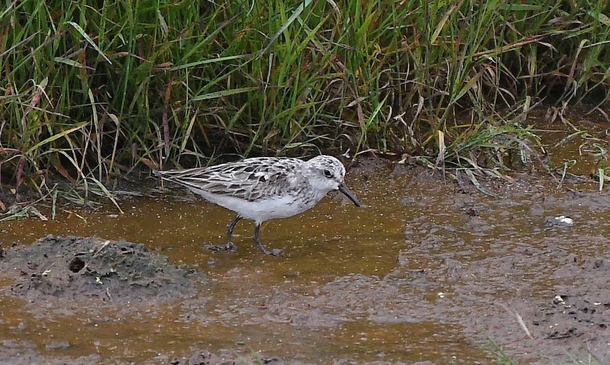 Semipalmated Sandpiper - MJ OnWhidbey