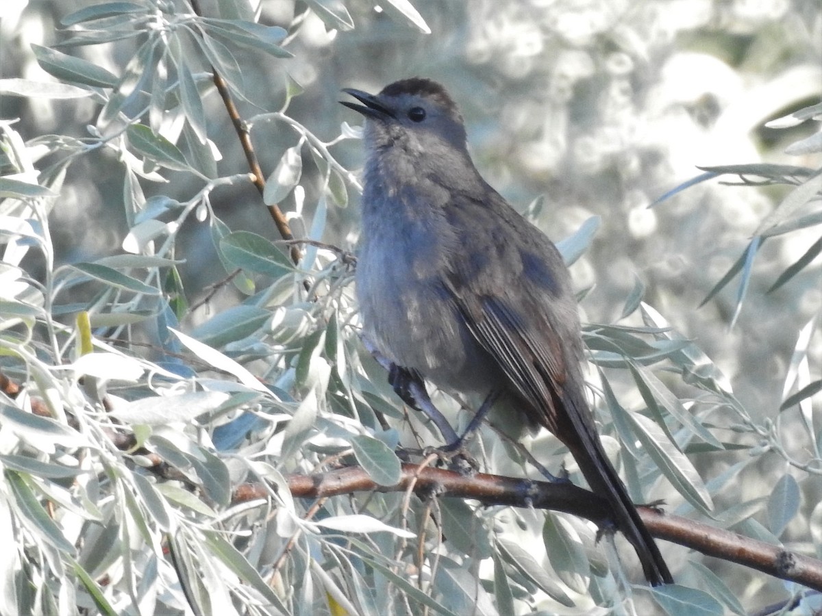 Gray Catbird - ML246737361