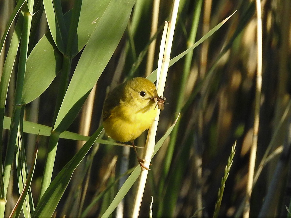 Yellow Warbler - ML246737451