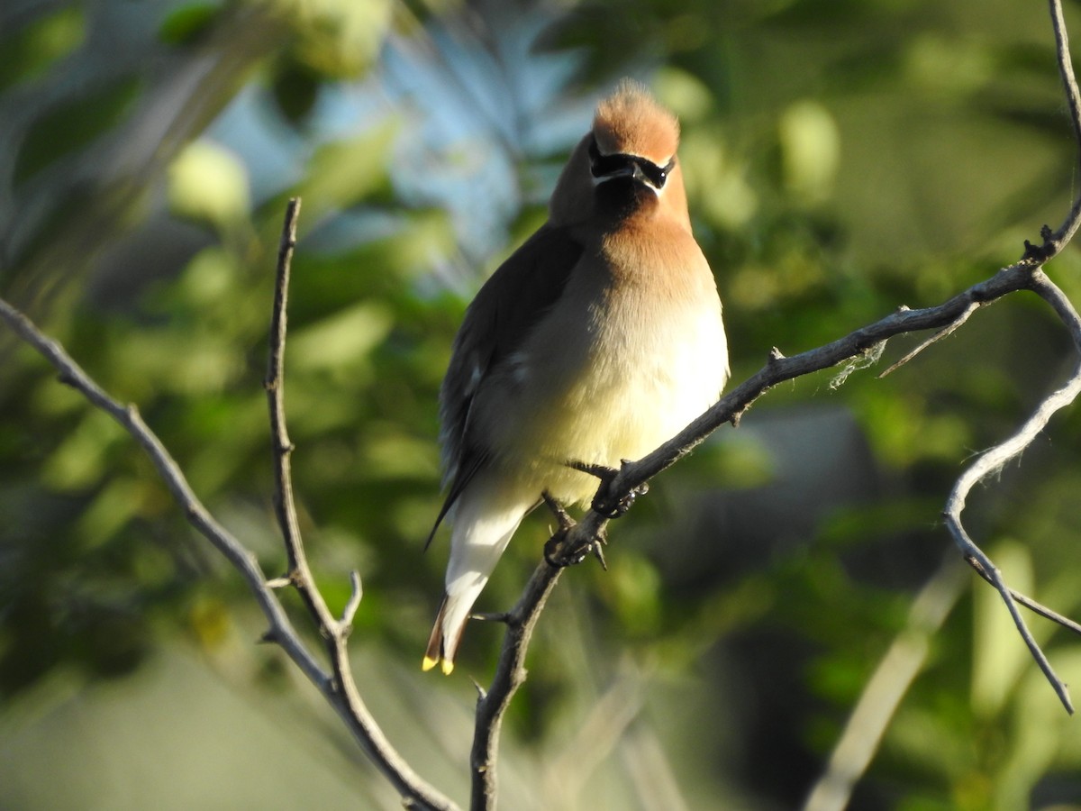 Cedar Waxwing - ML246737481