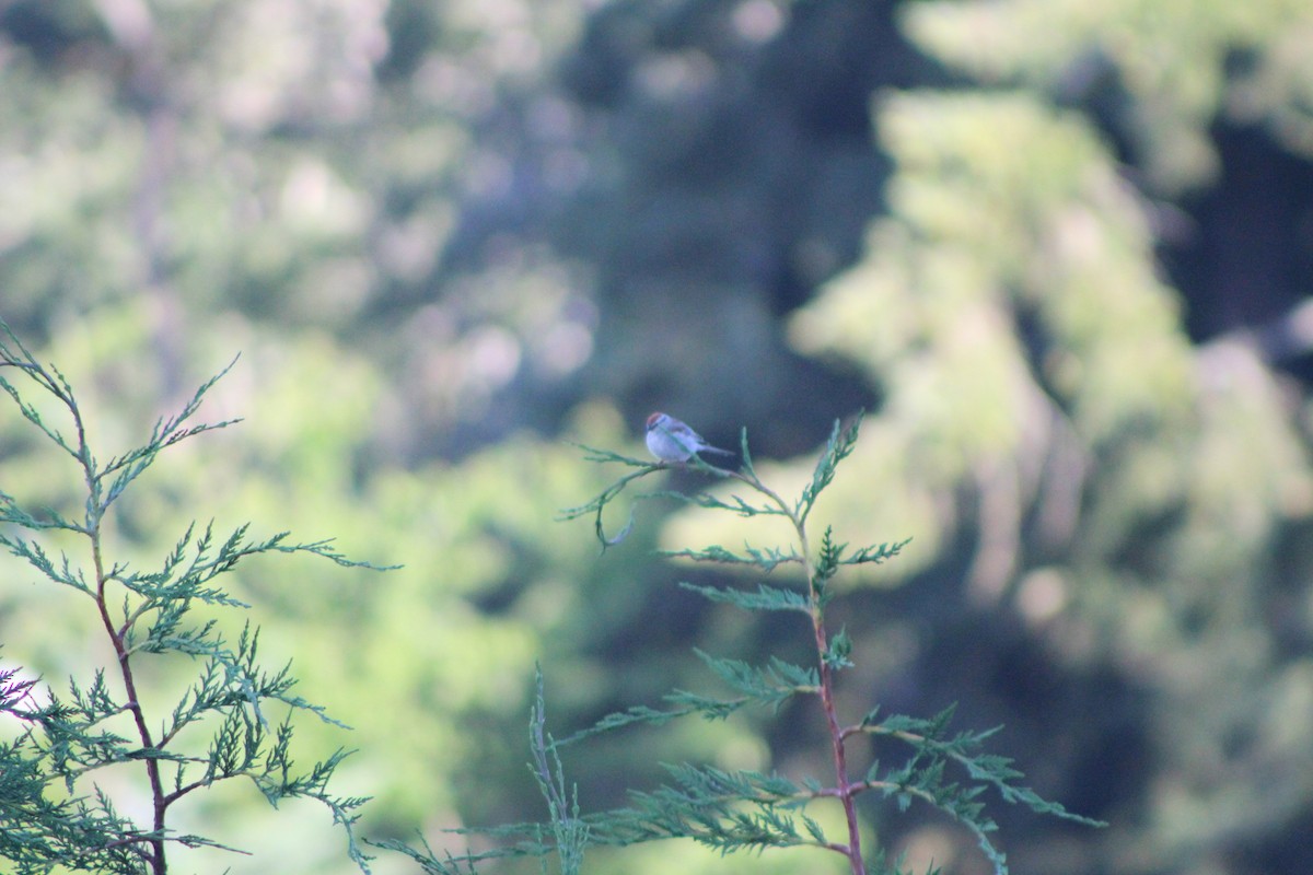 Chipping Sparrow - ML246737541