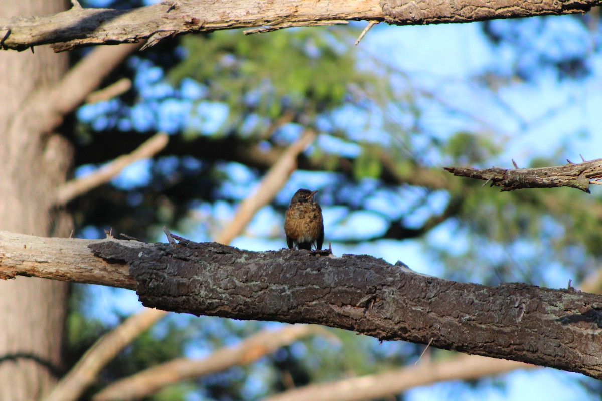 American Robin - Donna Talluto