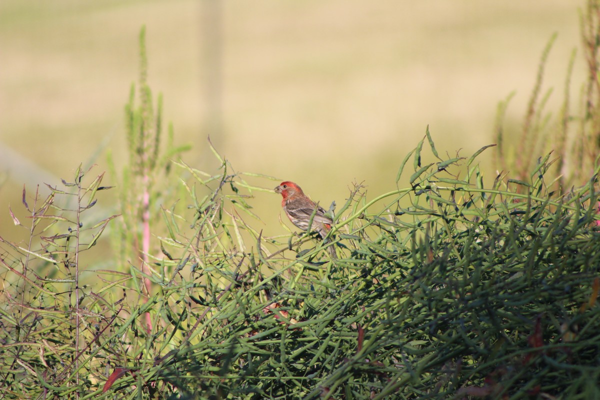 House Finch - ML246737771