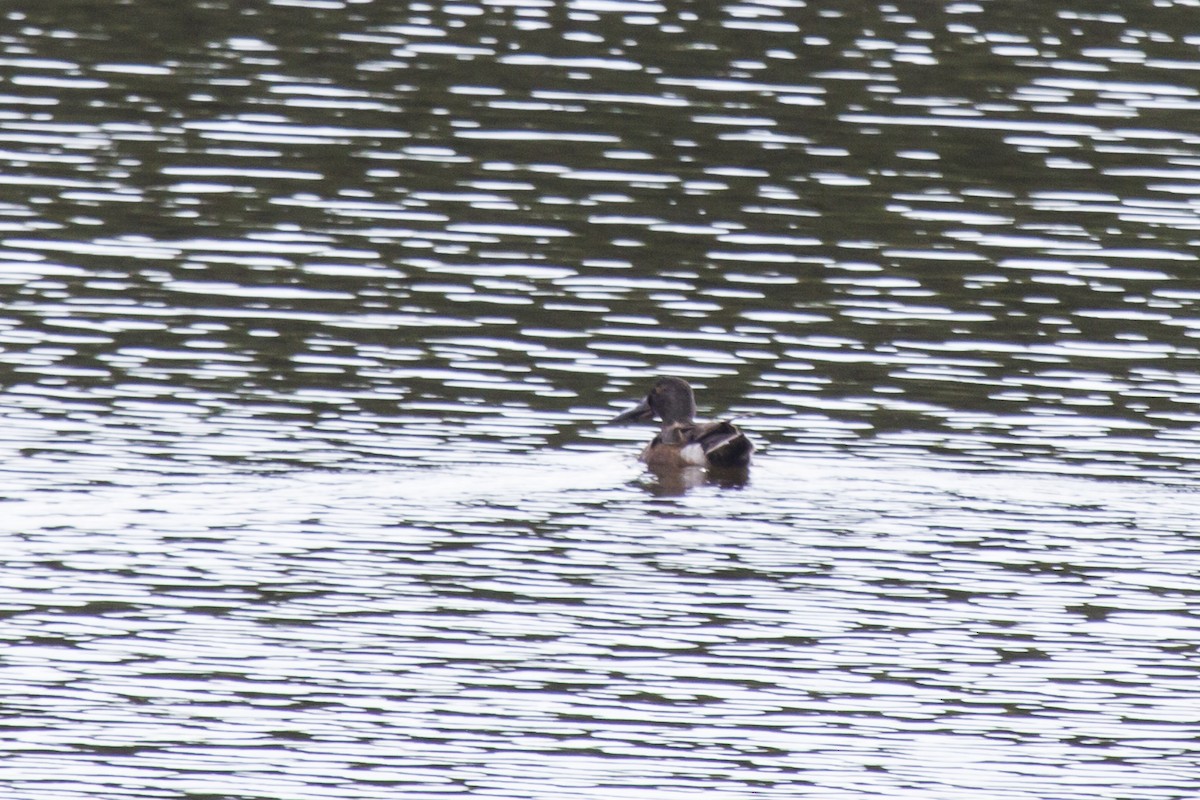 Canard souchet - ML24673861