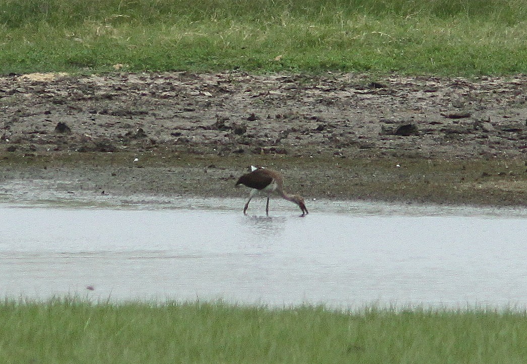 White Ibis - Randy Pinkston