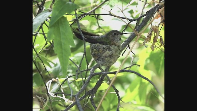 Broad-tailed Hummingbird - ML246740841