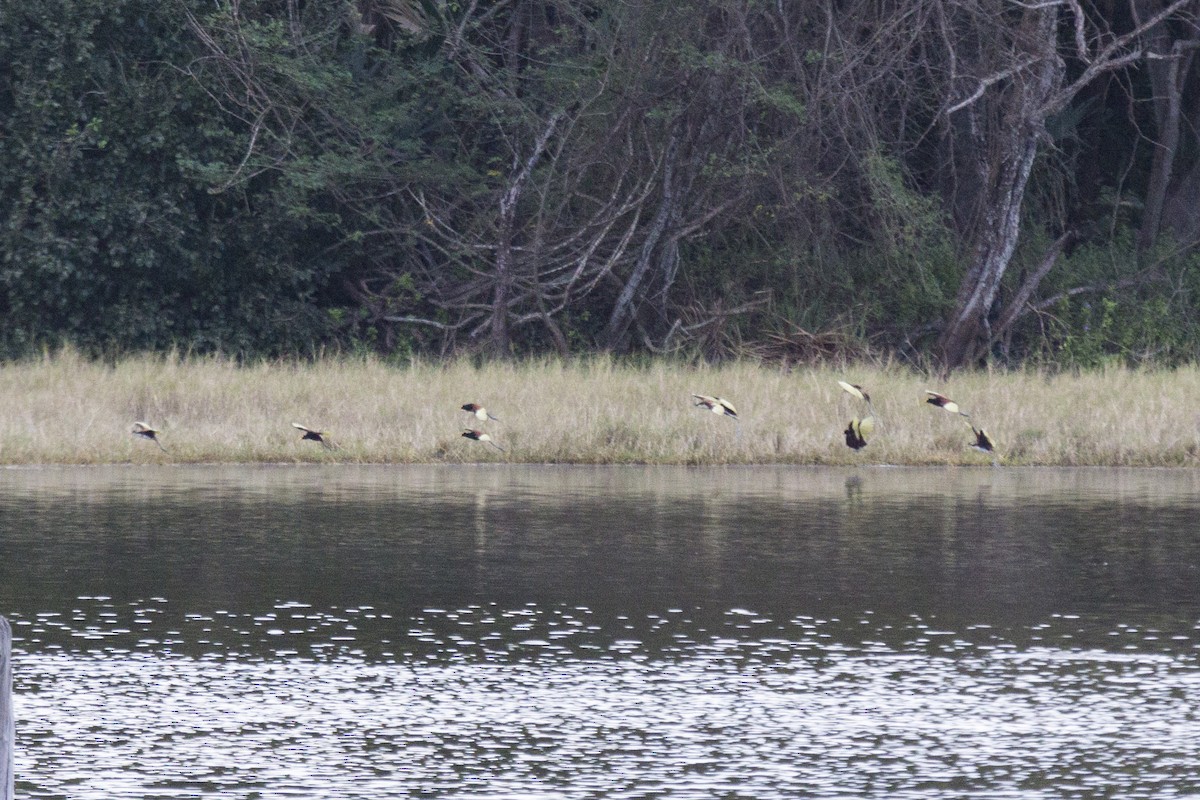 Jacana du Mexique - ML24674461