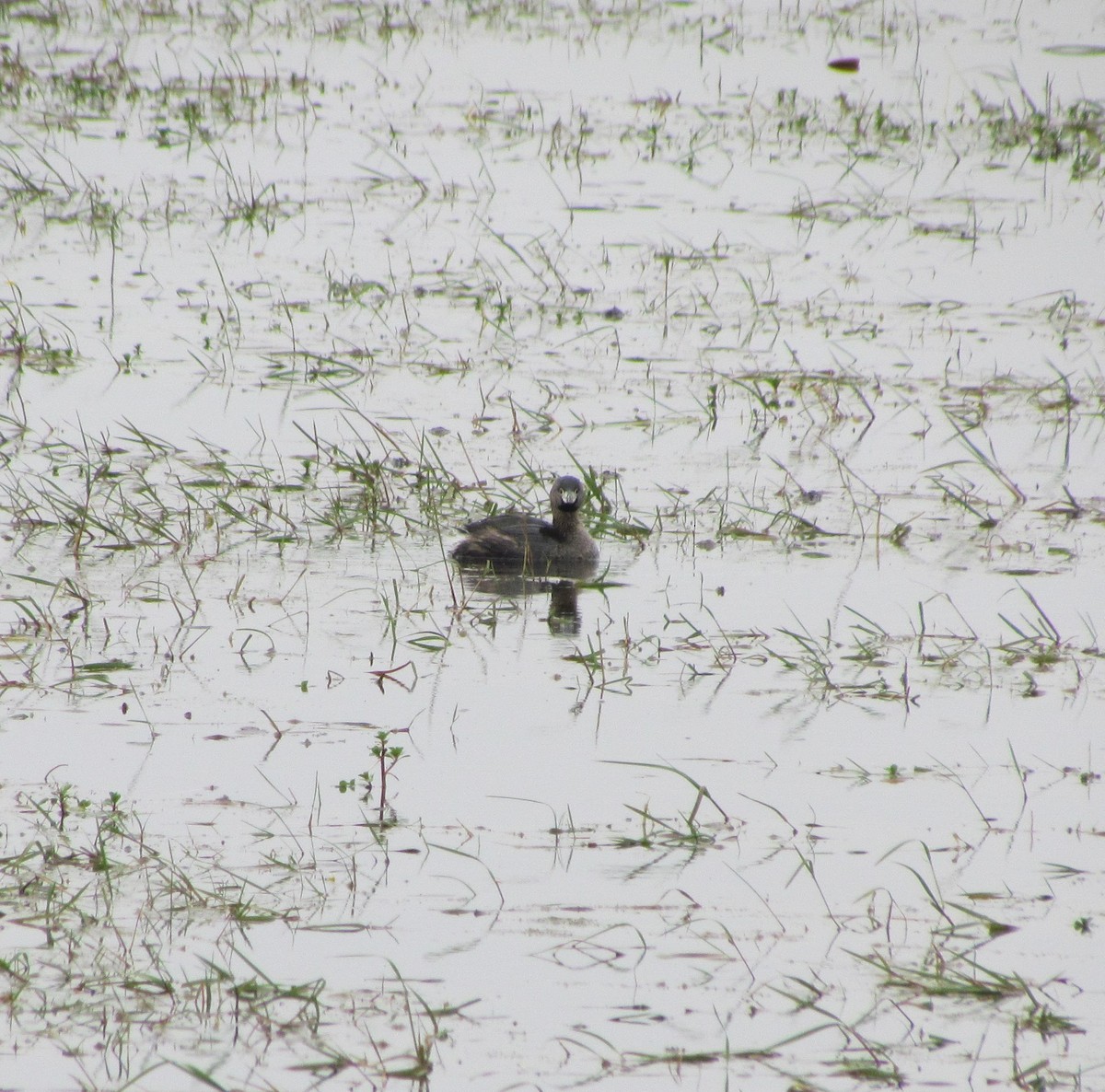 Pied-billed Grebe - ML246746001