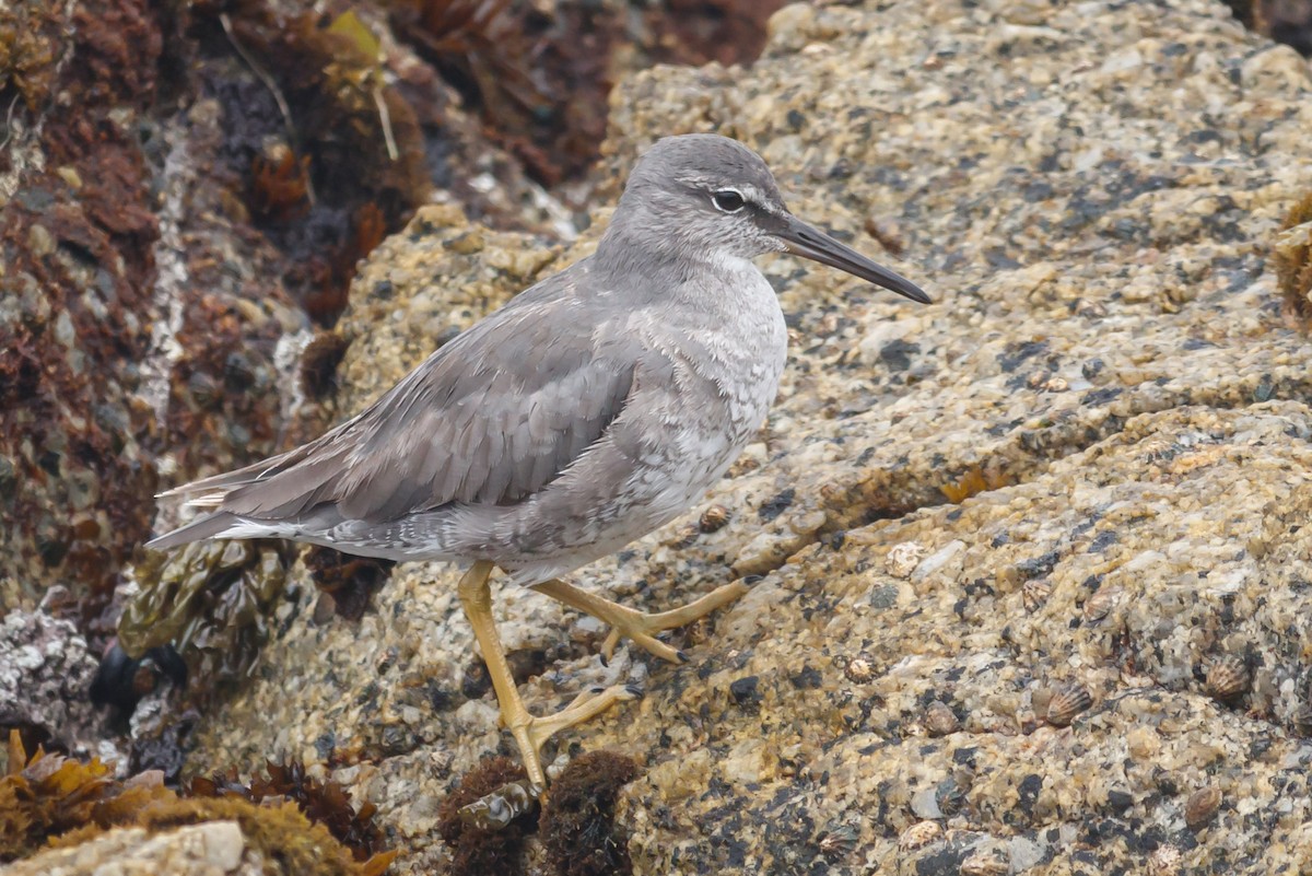 Wandering Tattler - ML246746321