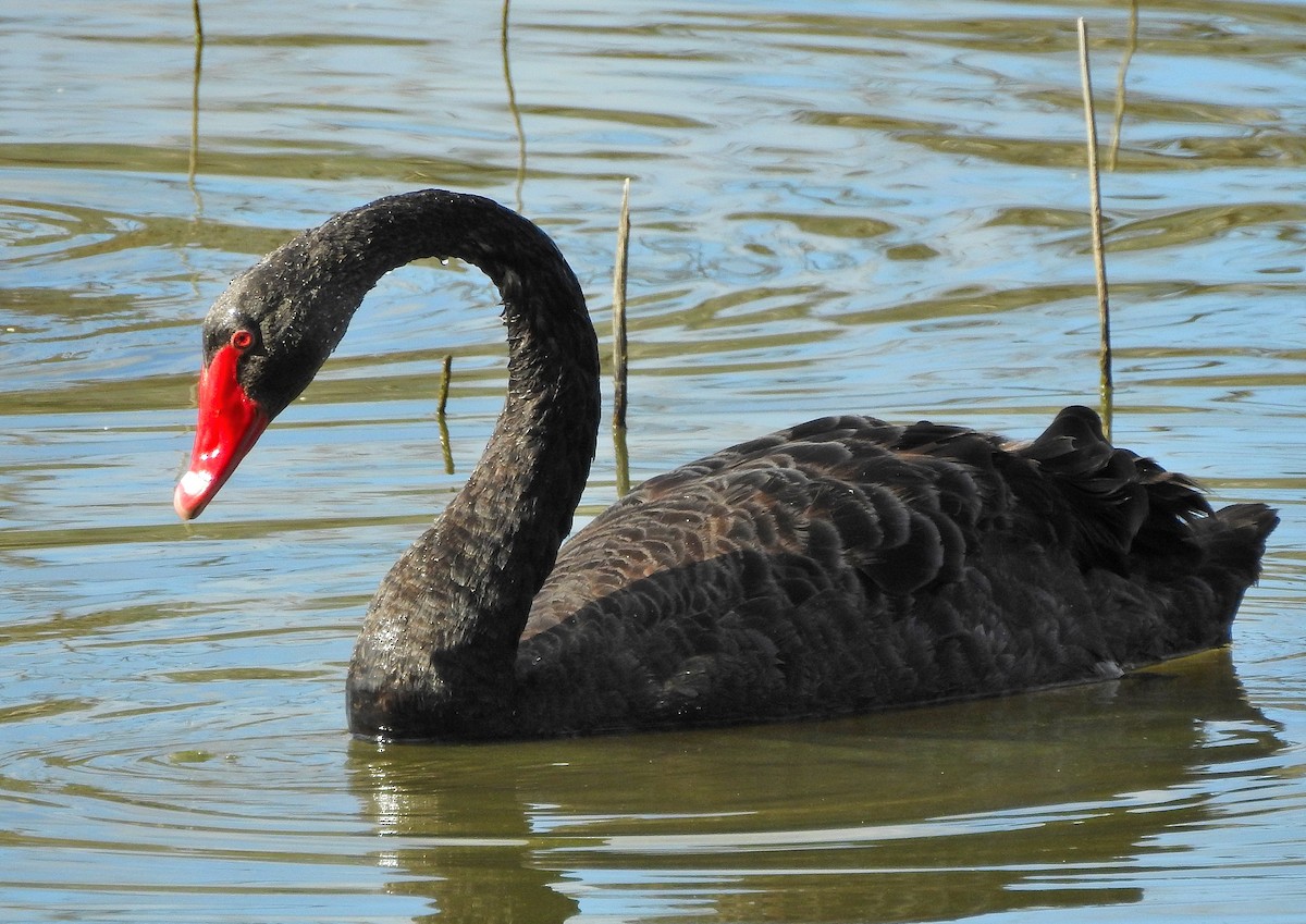 Black Swan - John Price