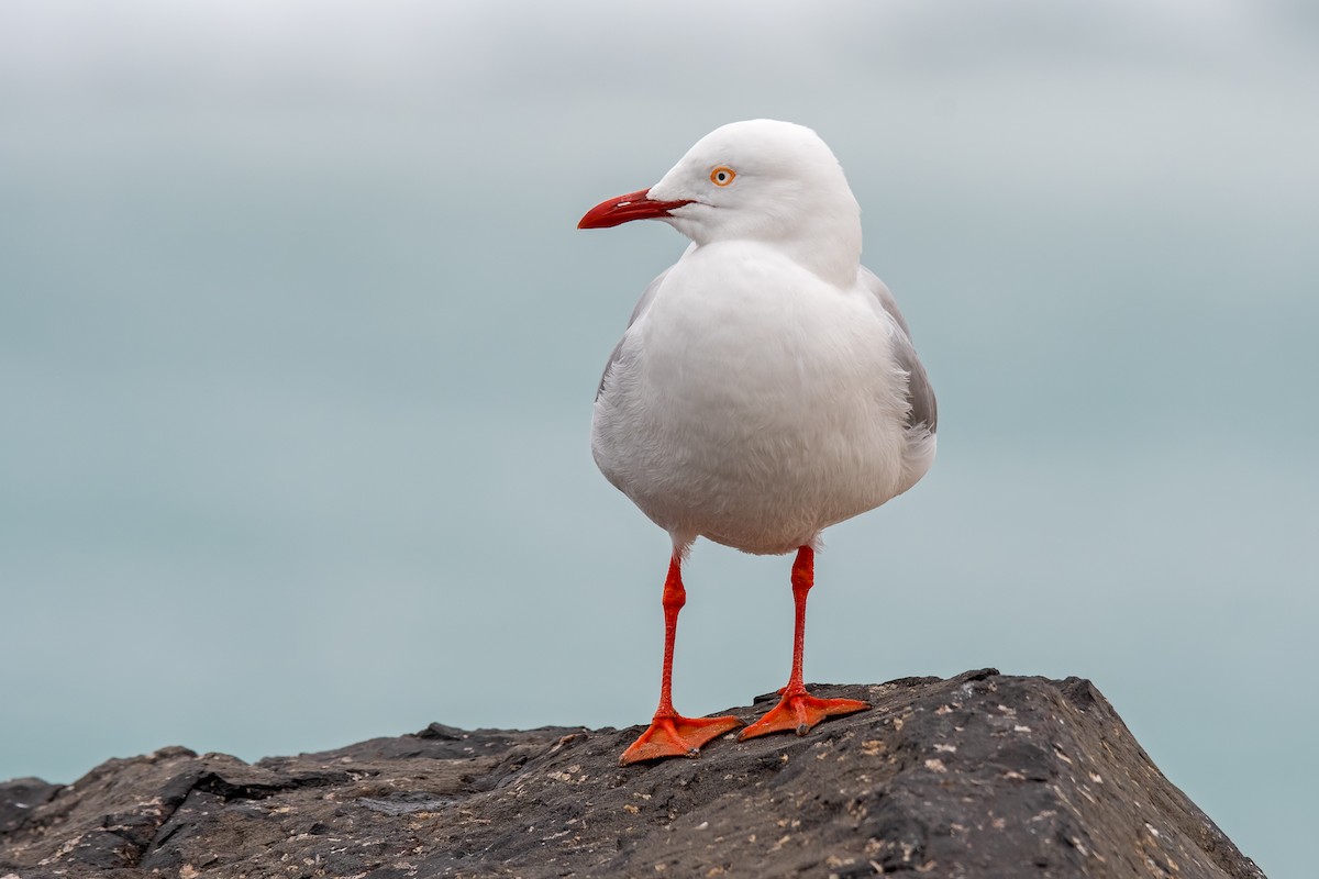 Silver Gull - Hayley Alexander