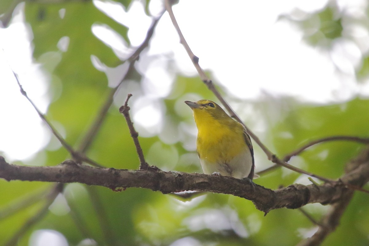 Yellow-throated Vireo - ML24675201