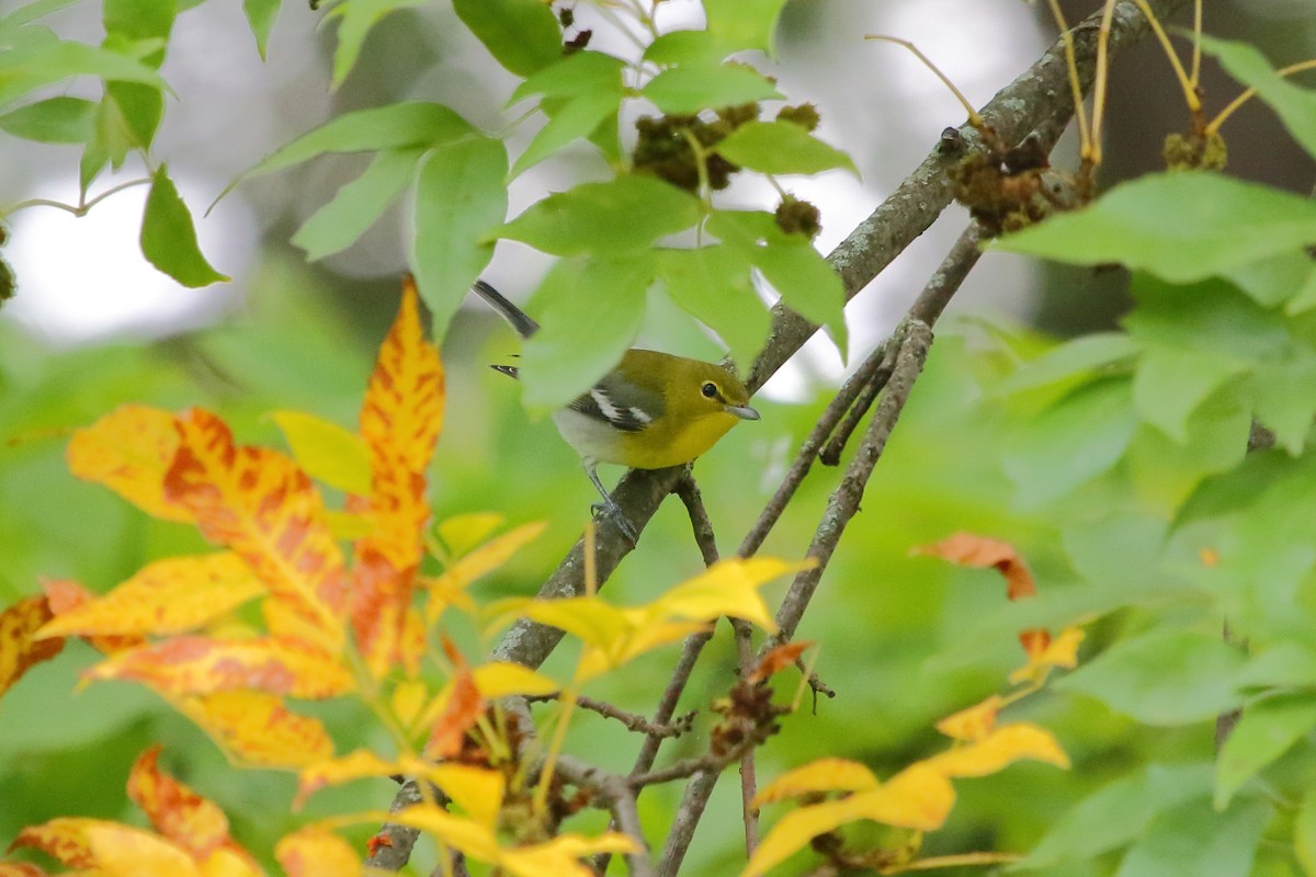 Yellow-throated Vireo - ML24675211