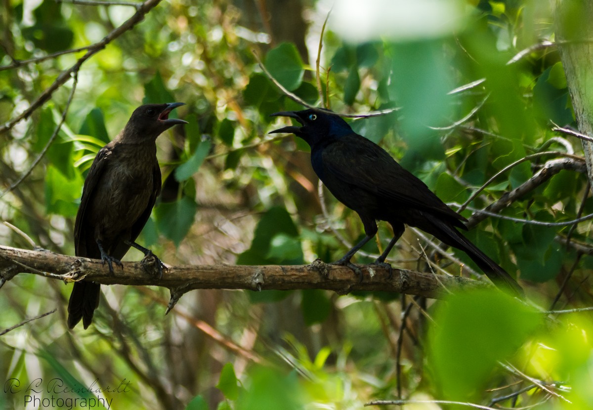 Common Grackle - ML246752851