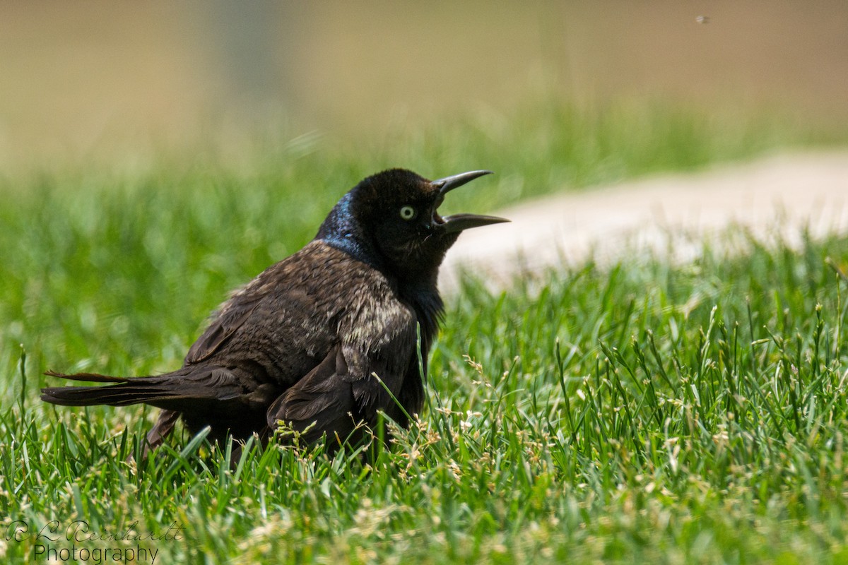 Common Grackle - ML246752871
