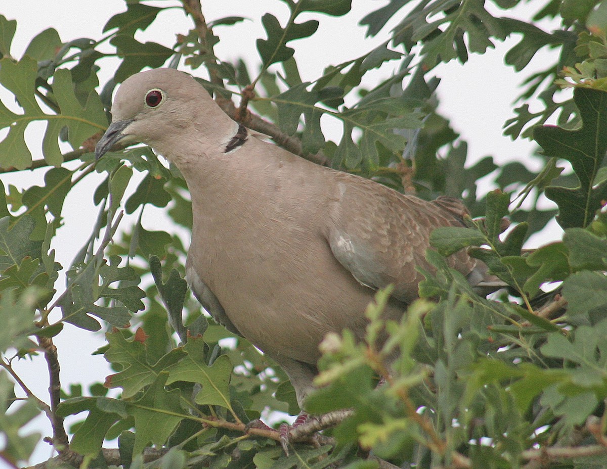 Eurasian Collared-Dove - ML246753231