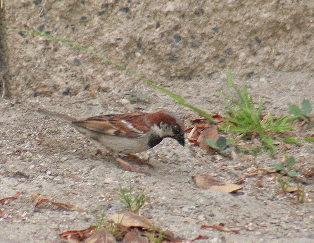 House Sparrow - john fitch