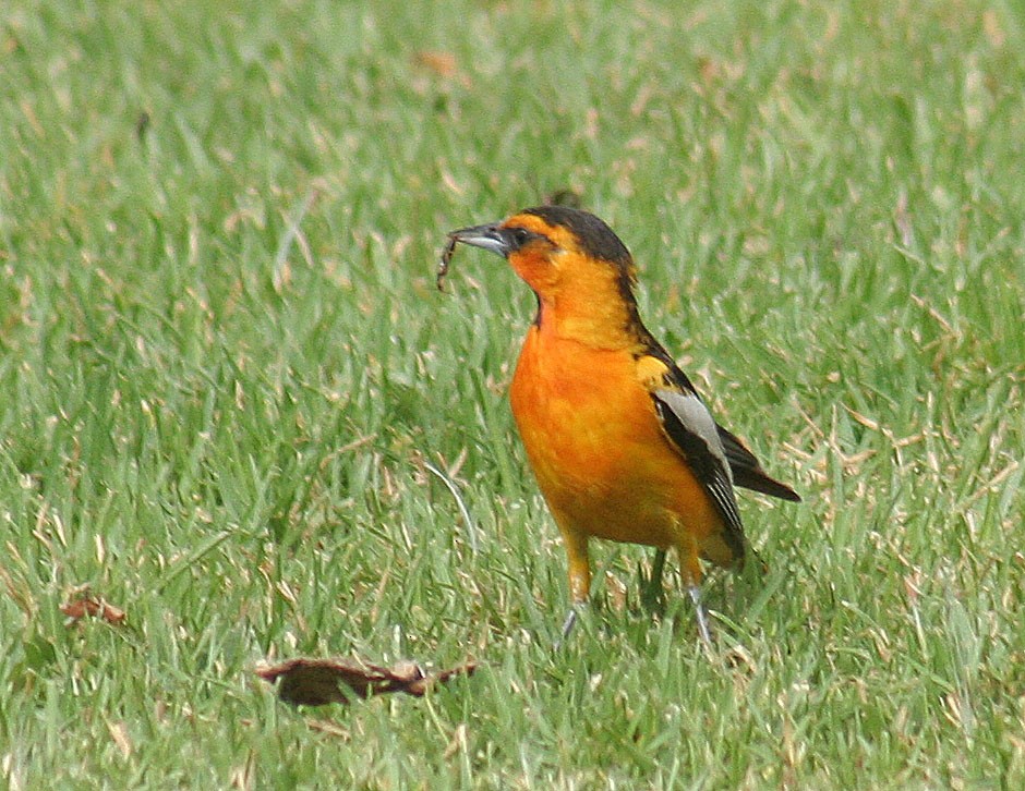 Bullock's Oriole - john fitch