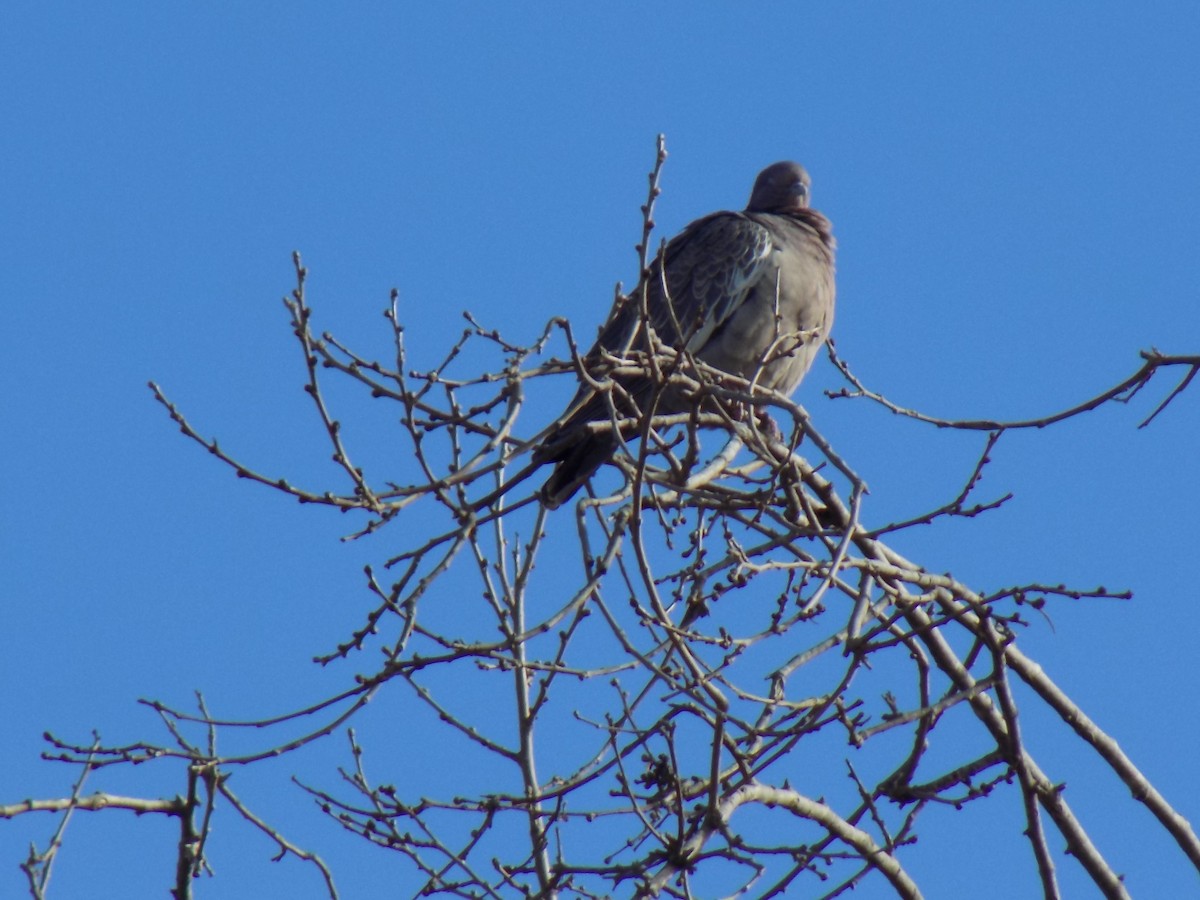 Pigeon picazuro - ML246754951