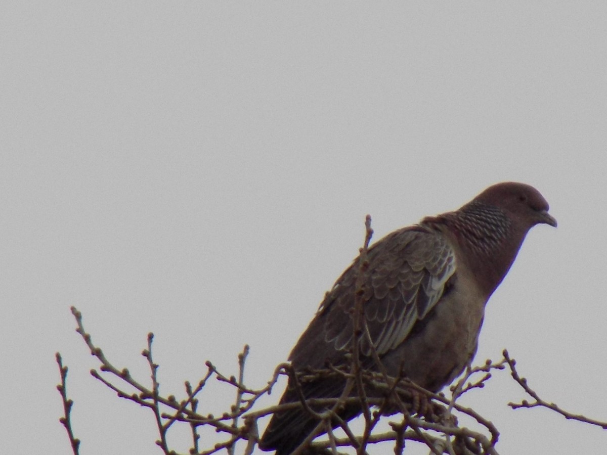 Picazuro Pigeon - ML246755241