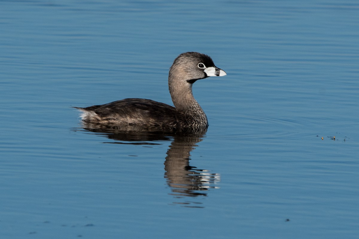 Pied-billed Grebe - Brian McGee