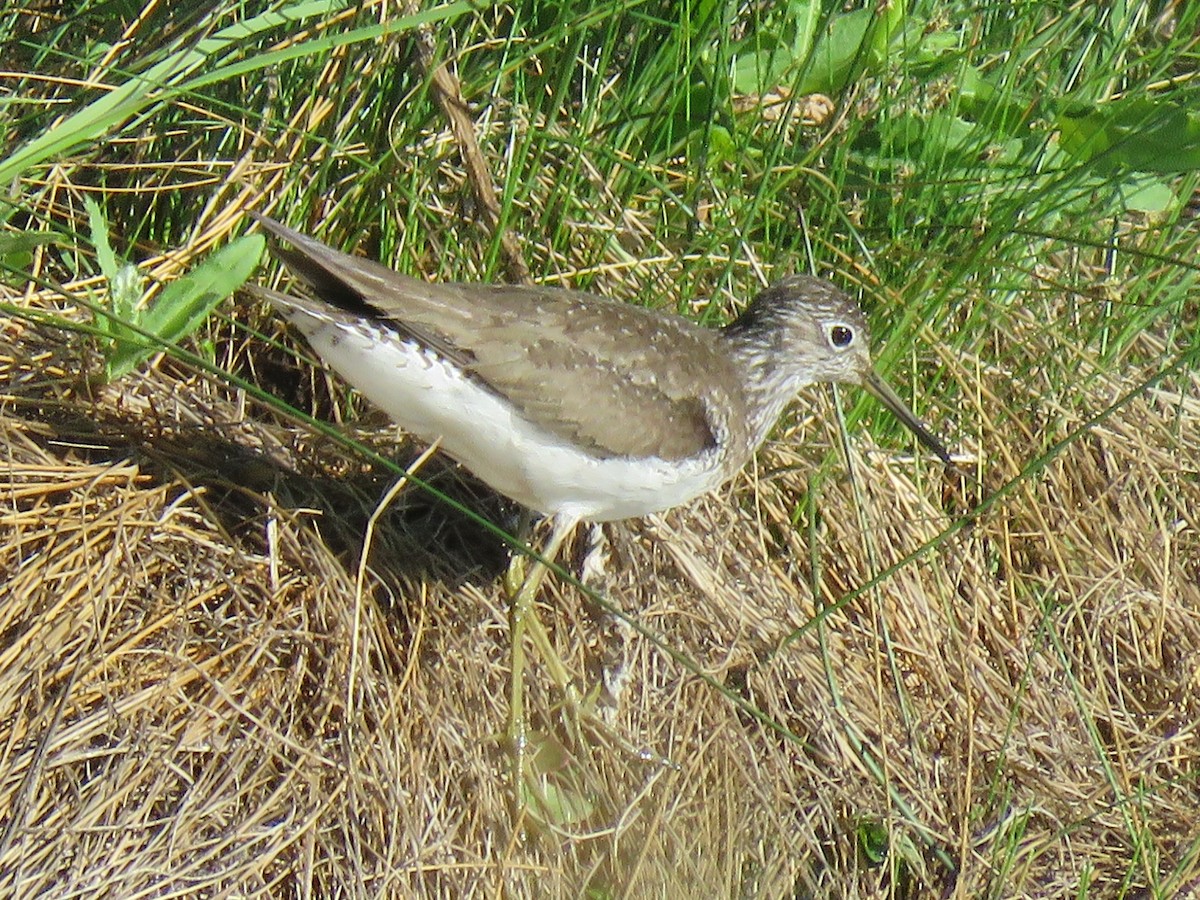 Solitary Sandpiper - ML246758981