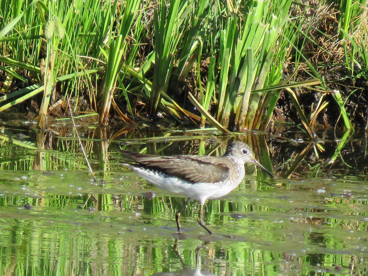 Solitary Sandpiper - ML246759031