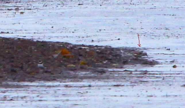 Матигар хөгчүү - ML246759591