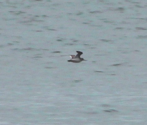 Матигар хөгчүү - ML246759711