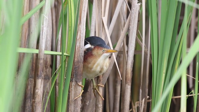 Least Bittern - ML246760691