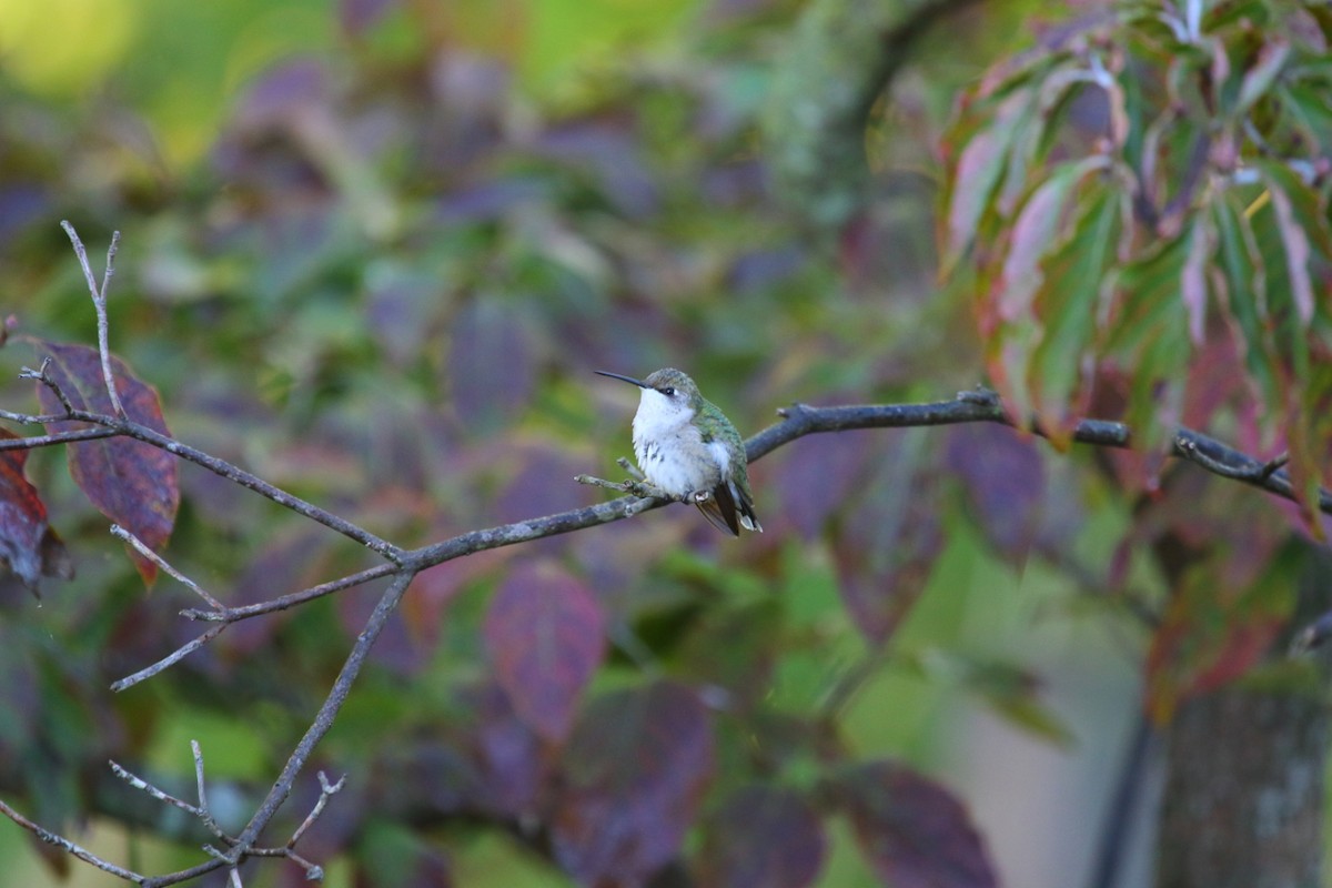 Ruby-throated Hummingbird - ML24676201
