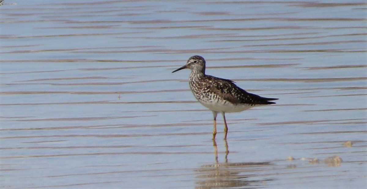 Lesser Yellowlegs - Darlene Feener