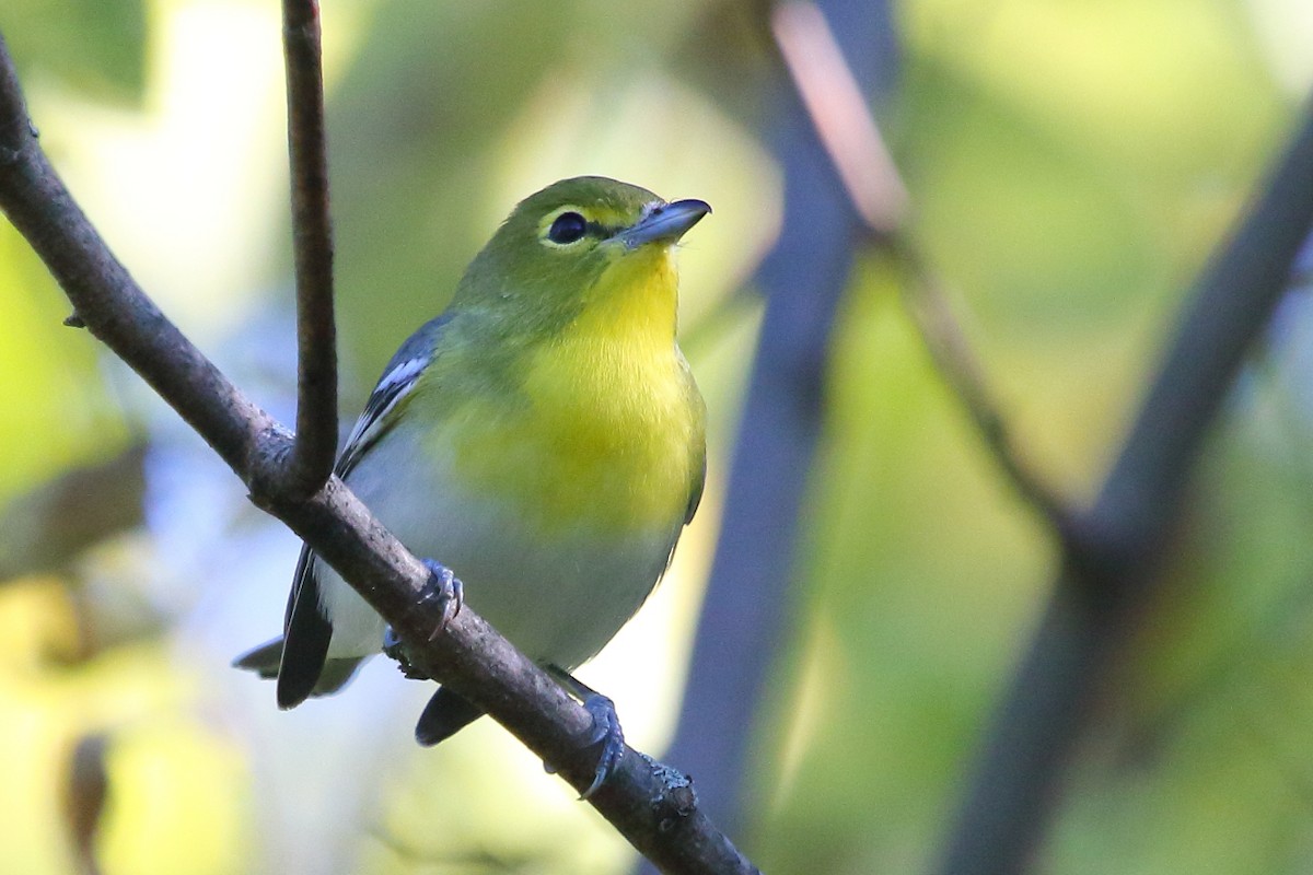 Yellow-throated Vireo - ML24676251