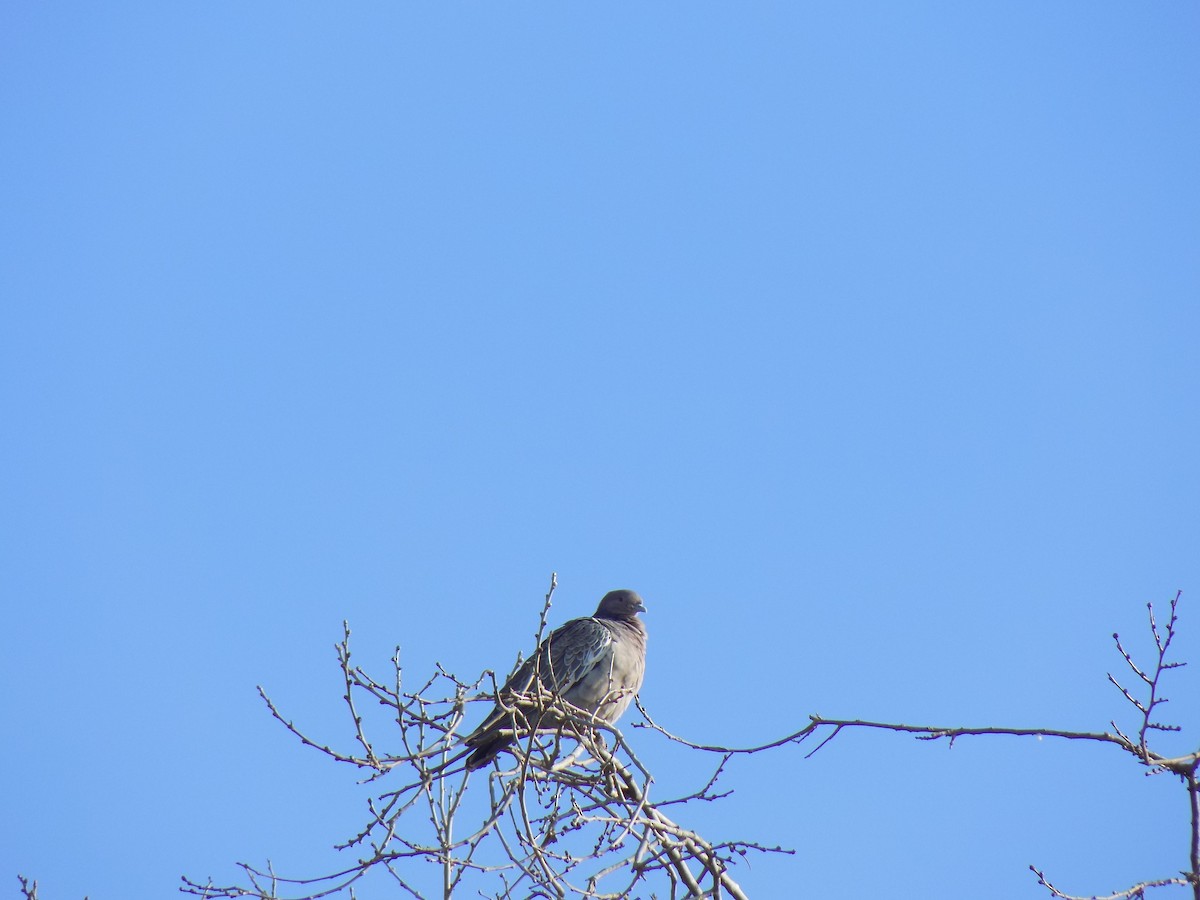 Picazuro Pigeon - Maria Cecilia Cravero Bruneri