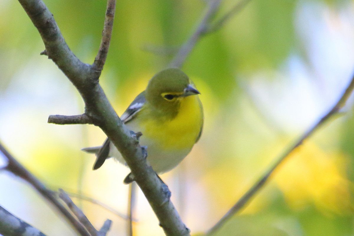Yellow-throated Vireo - ML24676261
