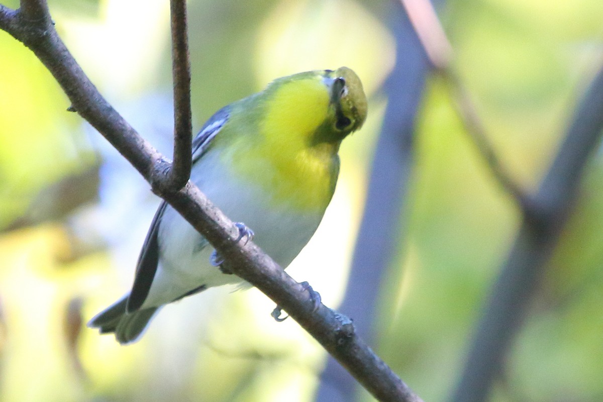 Yellow-throated Vireo - ML24676271