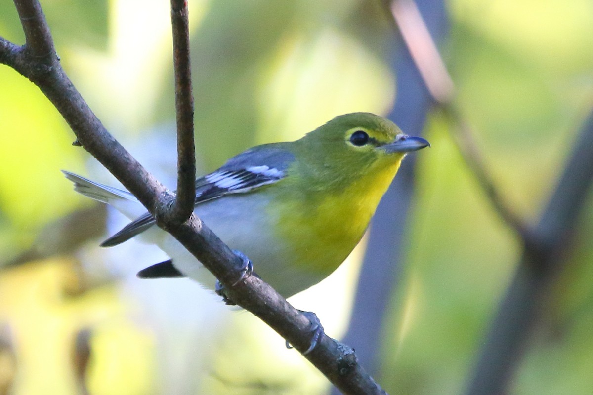 Yellow-throated Vireo - ML24676281