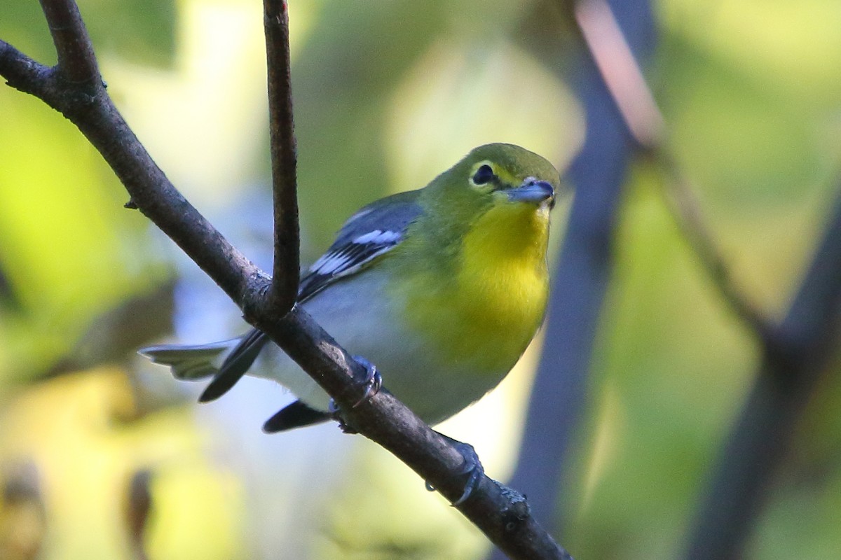 Yellow-throated Vireo - ML24676291