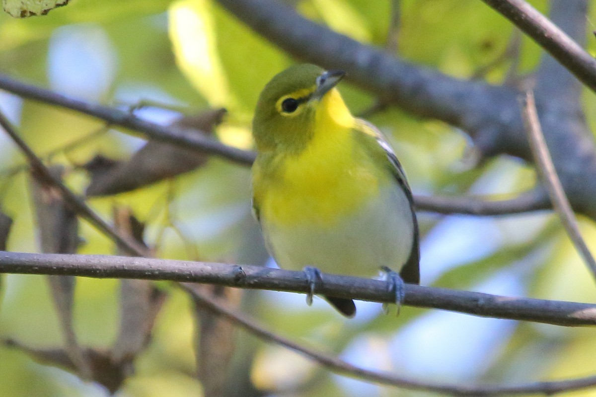 Yellow-throated Vireo - ML24676301