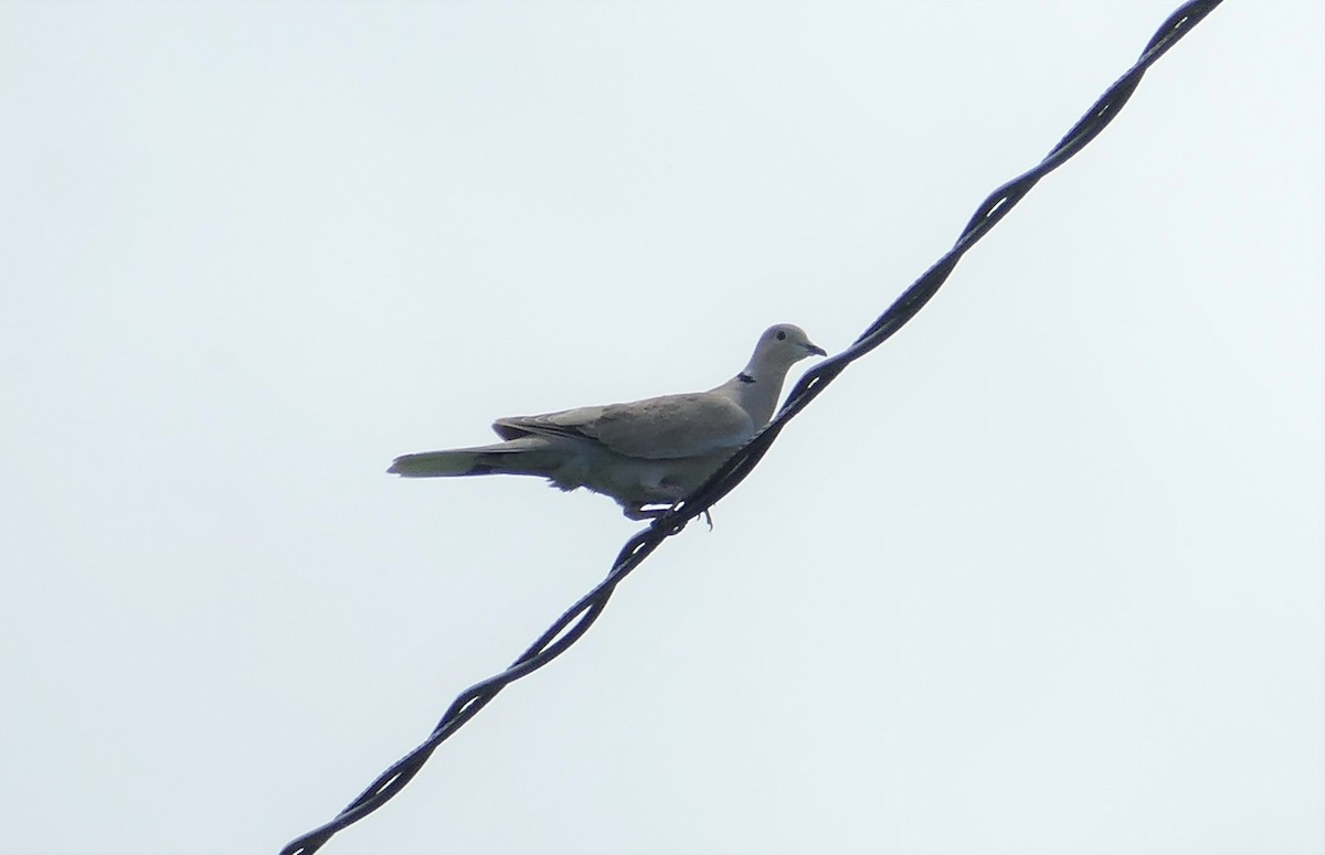 Türkentaube - ML246763071