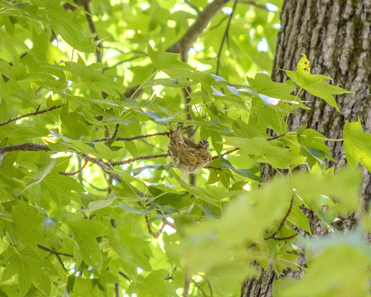 Vireo Ojirrojo - ML246764021